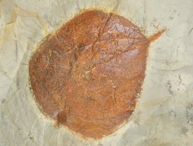 Detailed Fossil Leaf (Zizyphoides) - Montana #68293